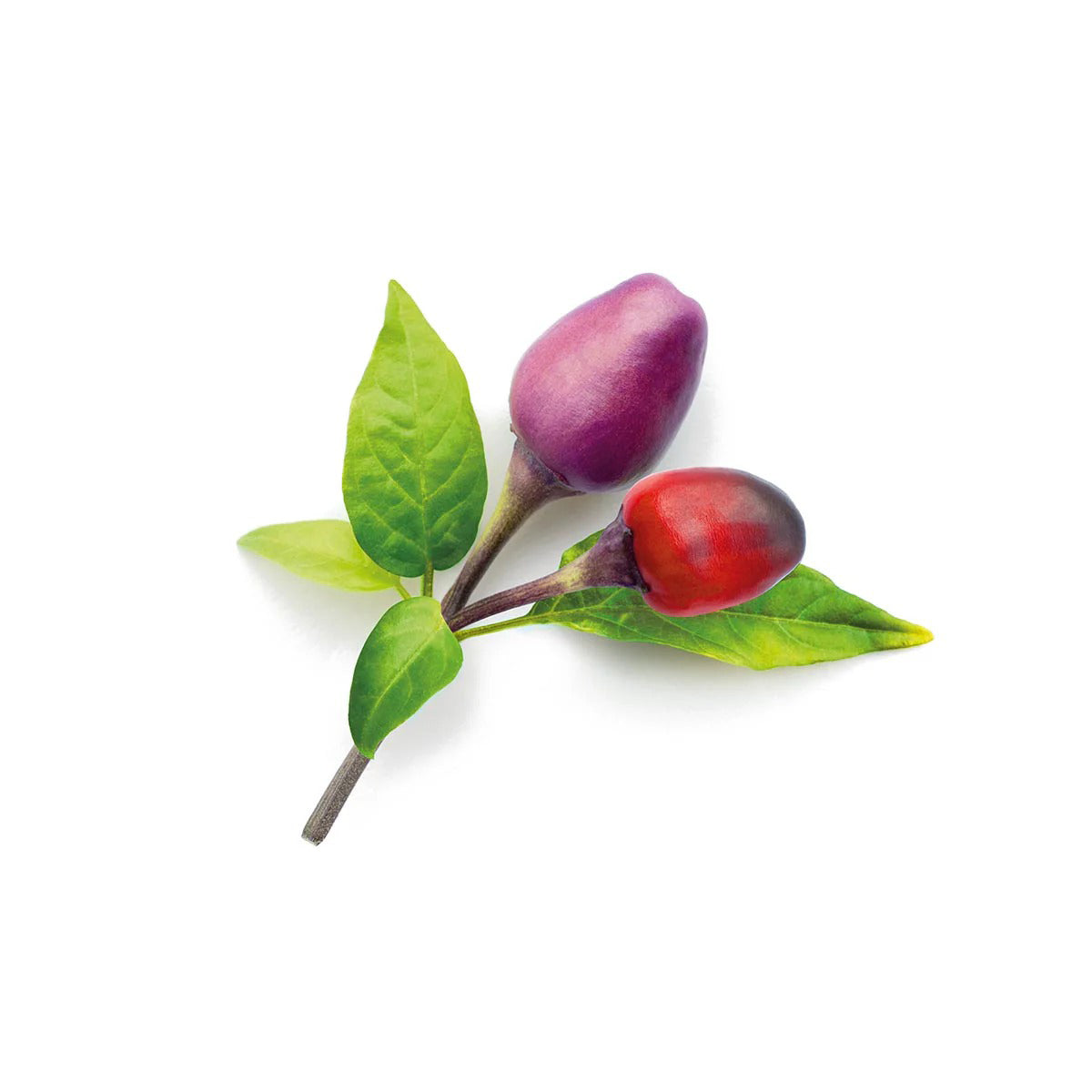 Click & Grow - Smart Garden Refill - Purple Chili Pepper