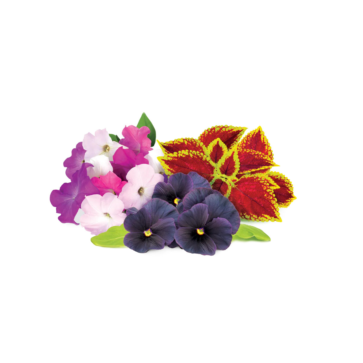 Click & Grow - Smart Garden Refill - Vibrant Flower Mix