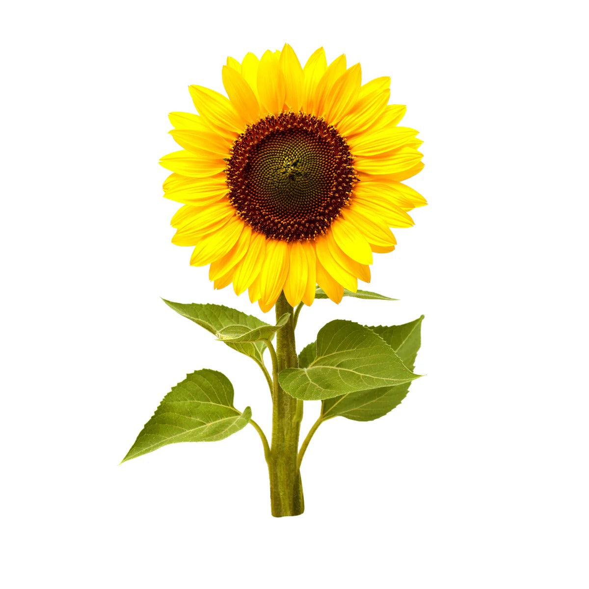 Click & Grow - Smart Garden Refill 3-pack - Mini sunflower