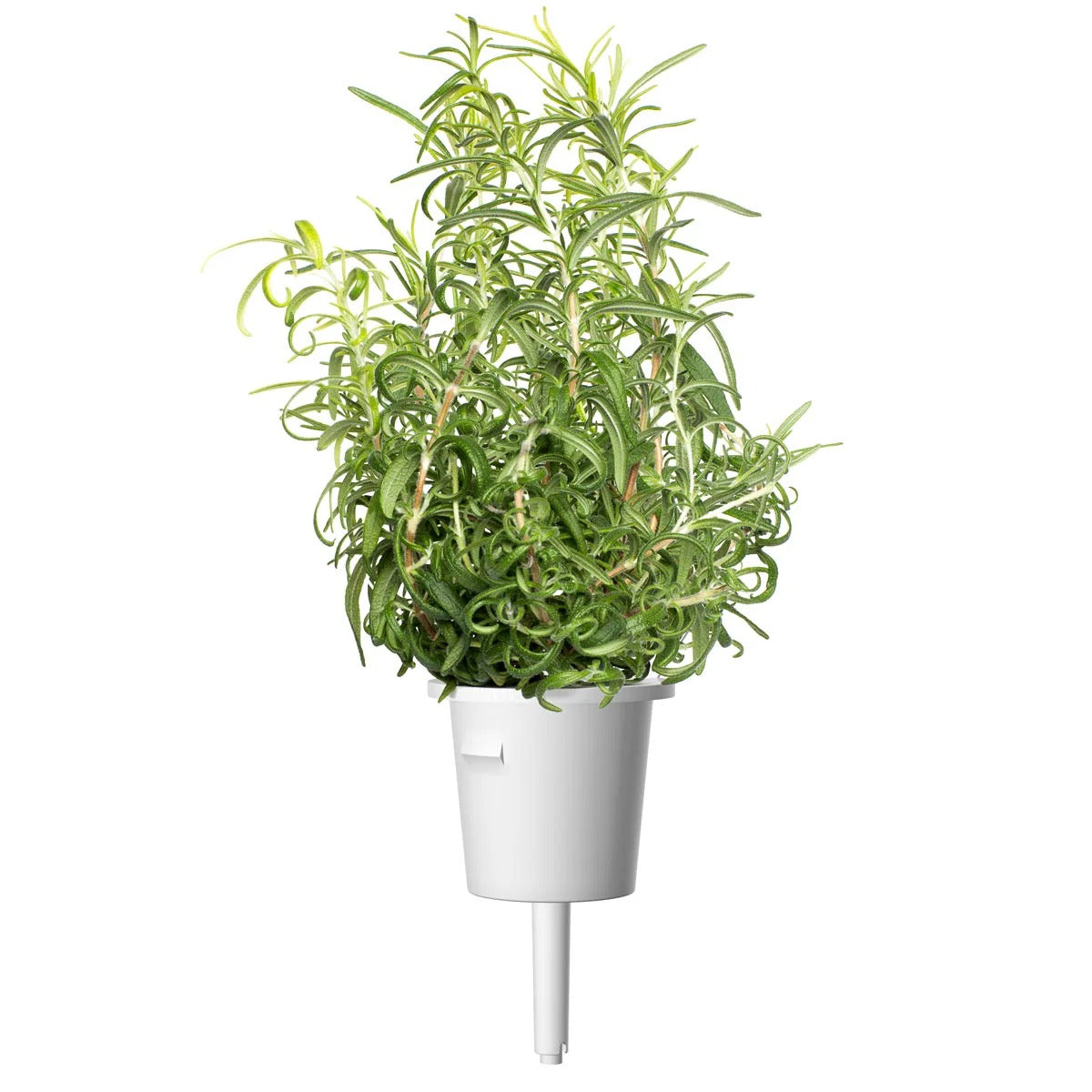 Click & Grow - Smart Garden Refill - Rosemary