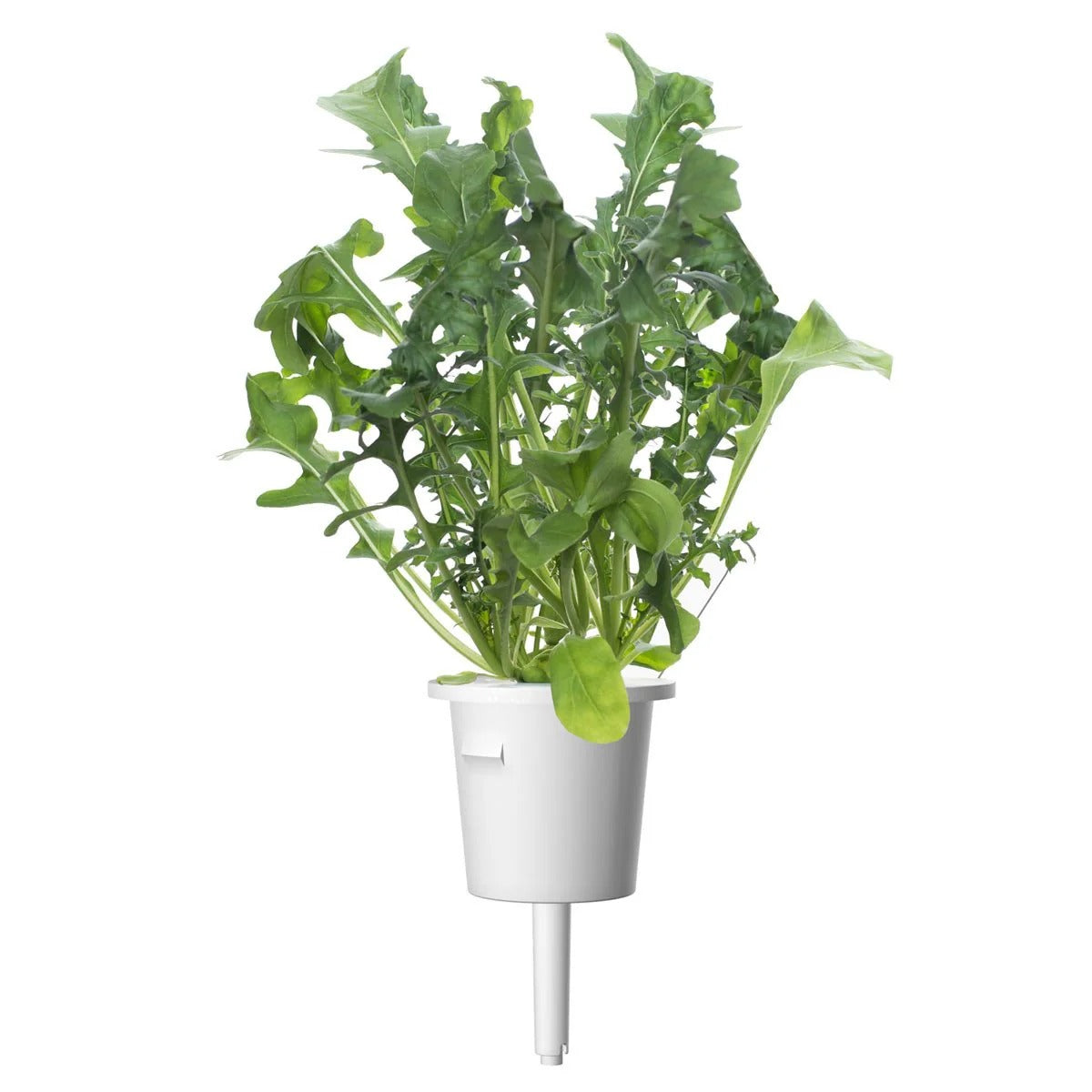 Click & Grow - Smart Garden Refill - Arugula
