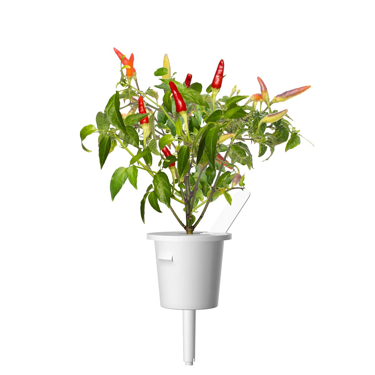 Click & Grow - Smart Garden Refill - Red Hot Chili Pepper