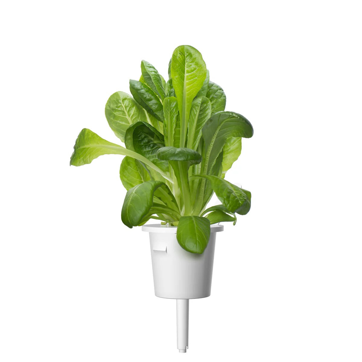 Click & Grow - Smart Garden Refill - Romaine Lettuce