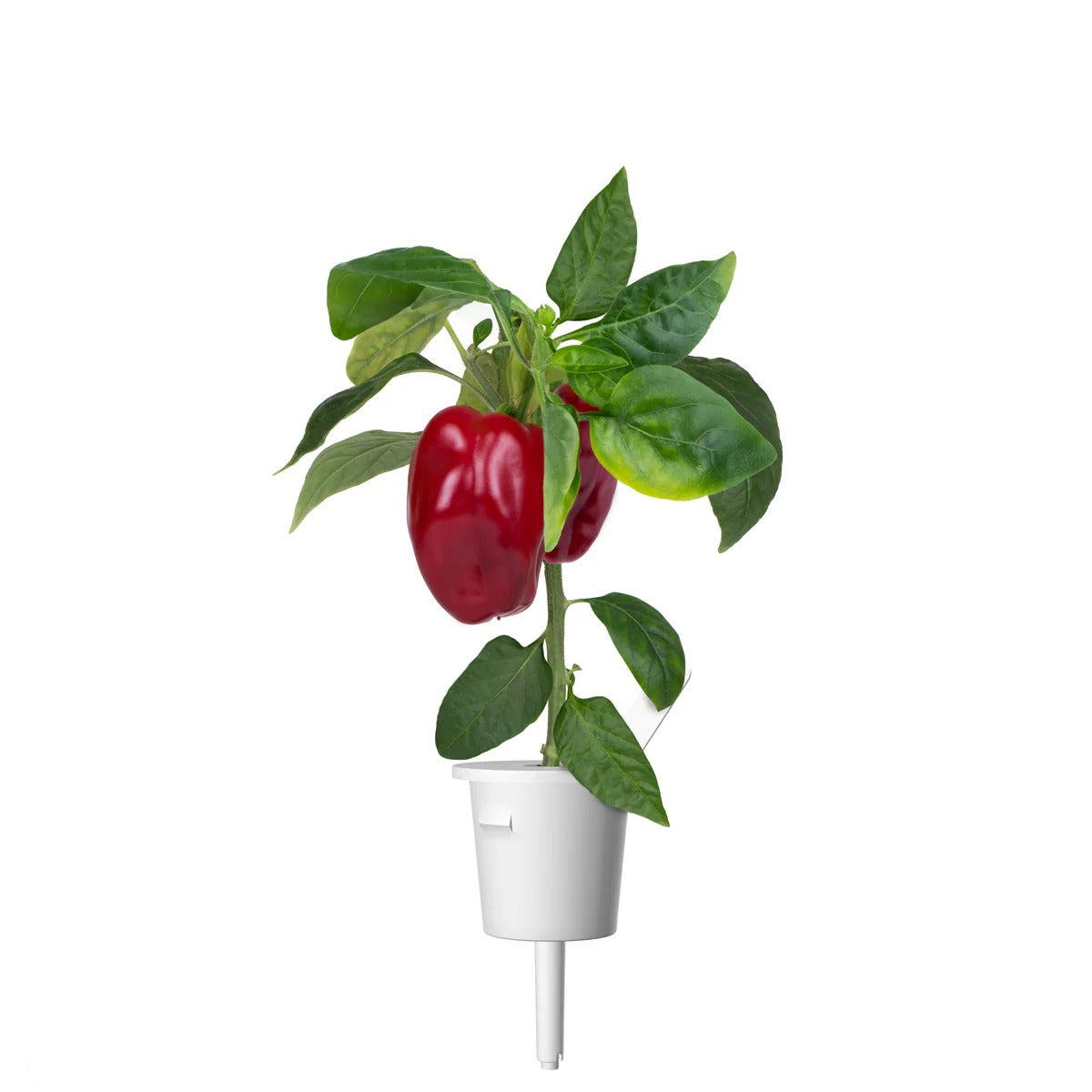 Click & Grow - Smart Garden Refill - Red Sweet Pepper