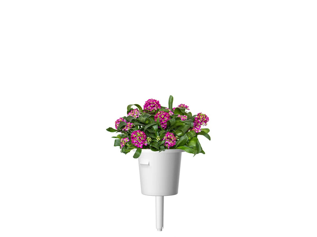 Click & Grow - Smart Garden Refill - Sweet Alyssum