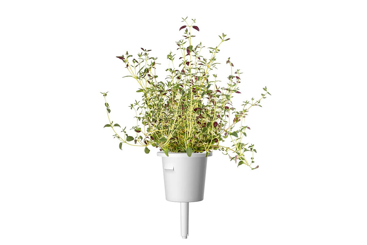 Click & Grow - Smart Garden Refill - Thyme