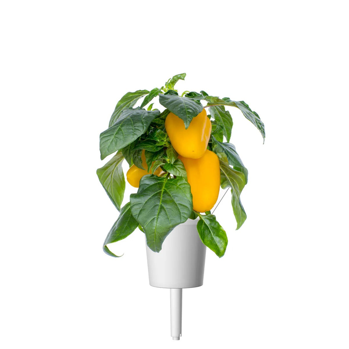Click & Grow - Smart Garden Refill - Yellow Sweet Peppers