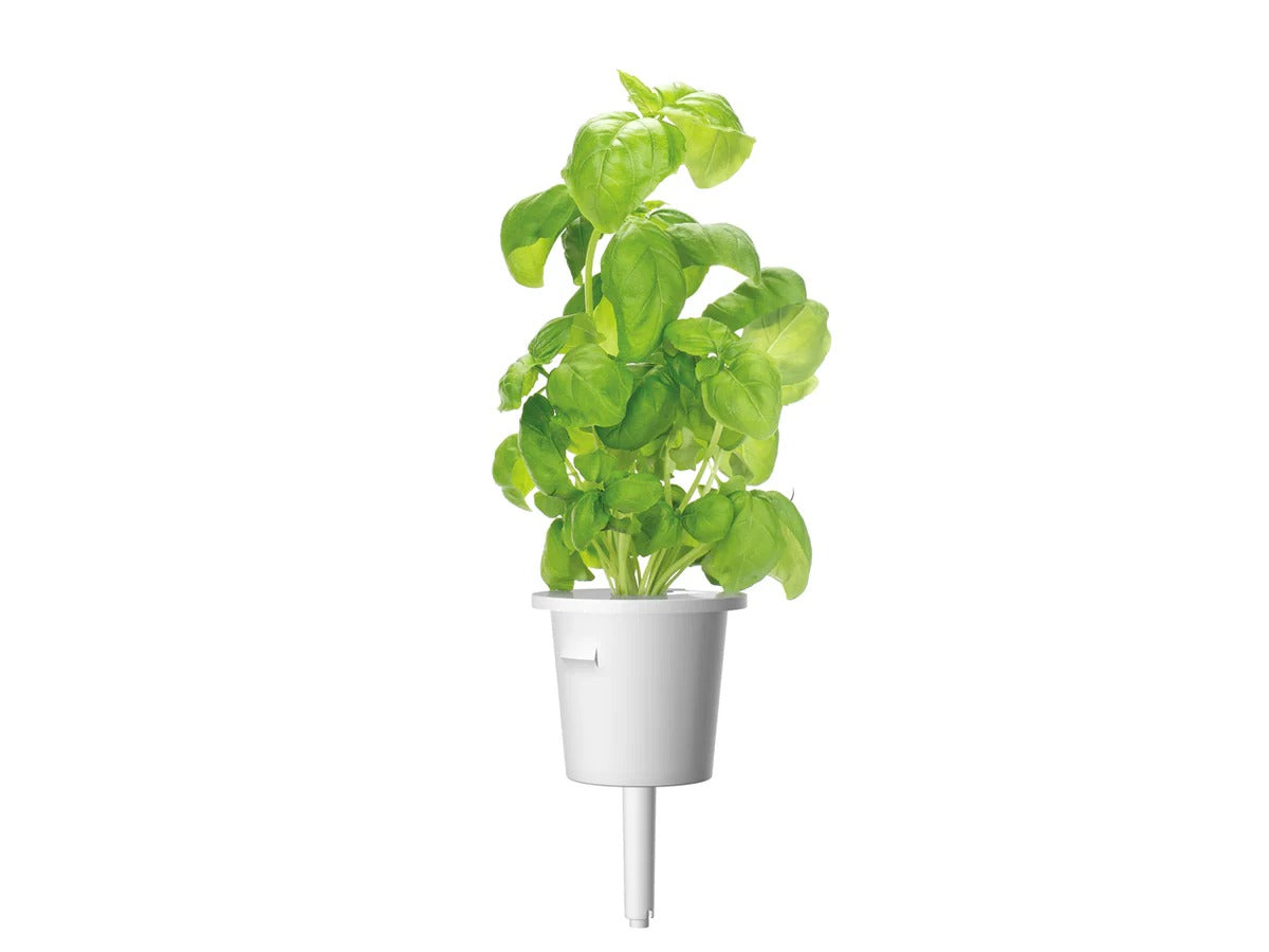 Click & Grow - Smart Garden Refill - Basil
