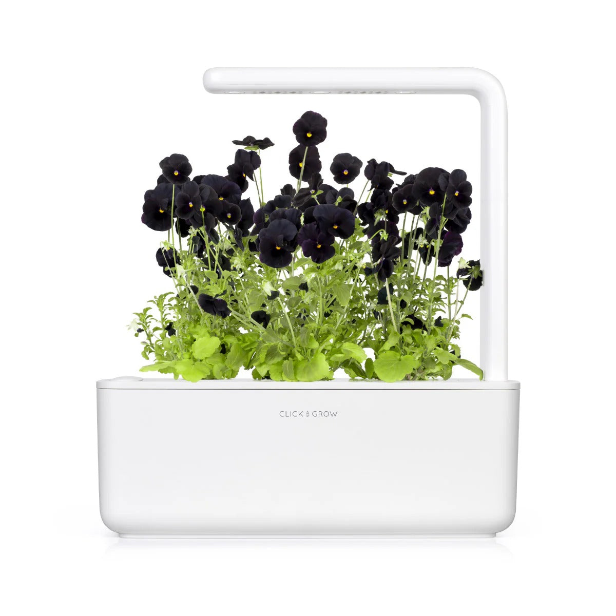 Click & Grow - Smart Garden Refill - Black Pansy