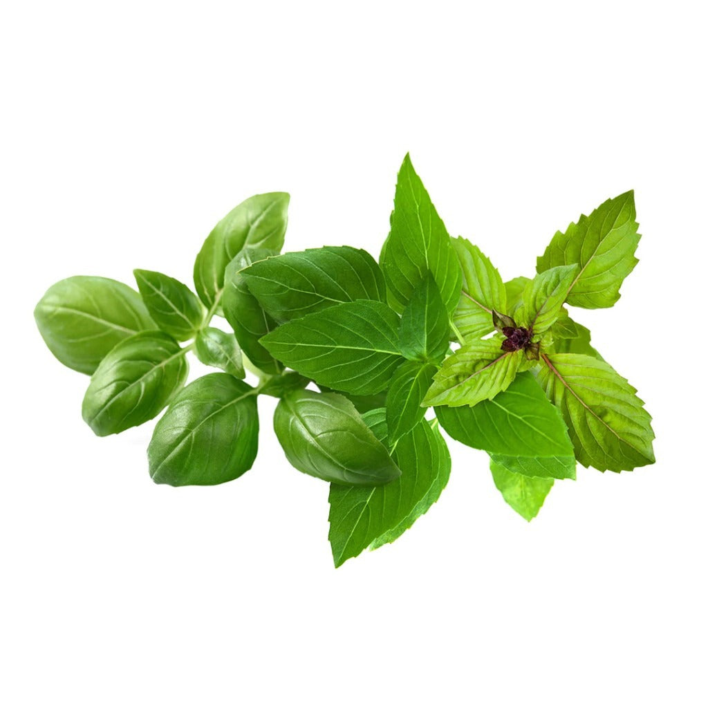 Click & Grow - Smart Garden Refill - Basil Mix