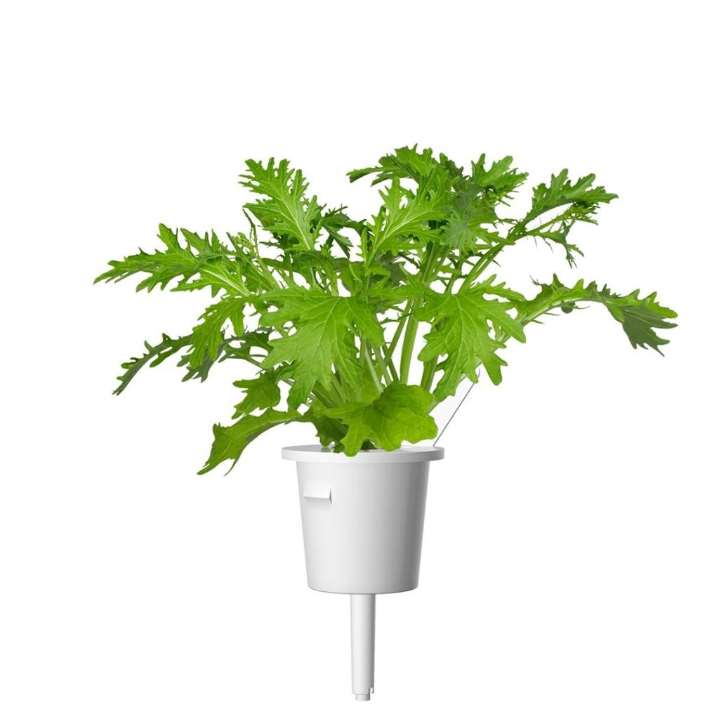 Click & Grow - Smart Garden Refill - Leaf Mustard