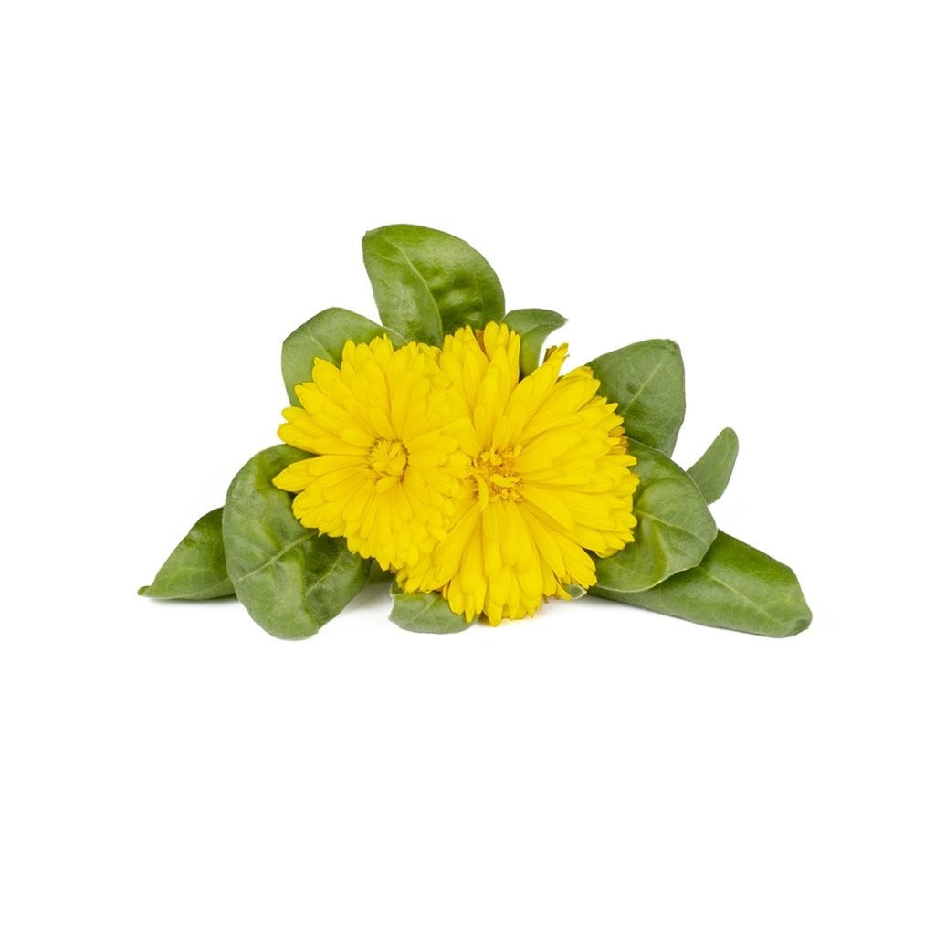 Click & Grow - Smart Garden Refill - Calendula