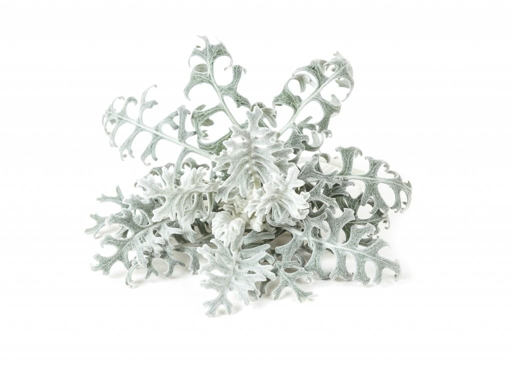 Click & Grow - Smart Garden Refill - Dusty Miller