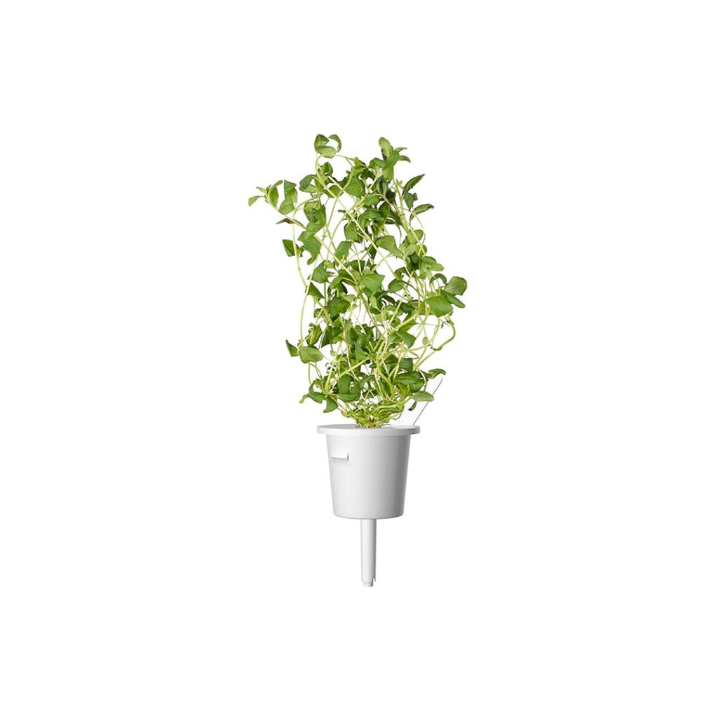Click & Grow - Smart Garden Refill - Marjoram