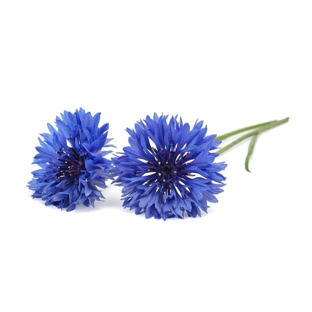Click & Grow - Smart Garden Refill - Cornflower