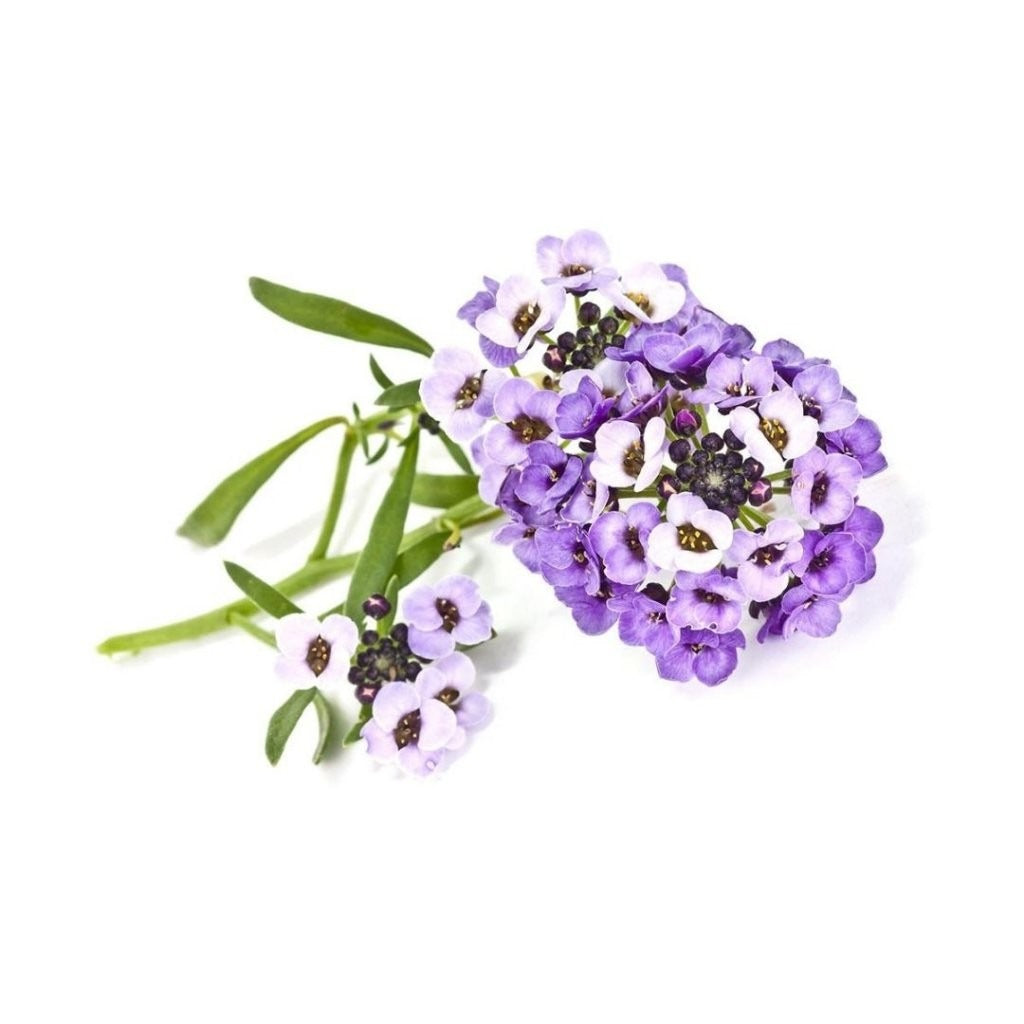 Click & Grow - Smart Garden Refill - Sweet Alyssum