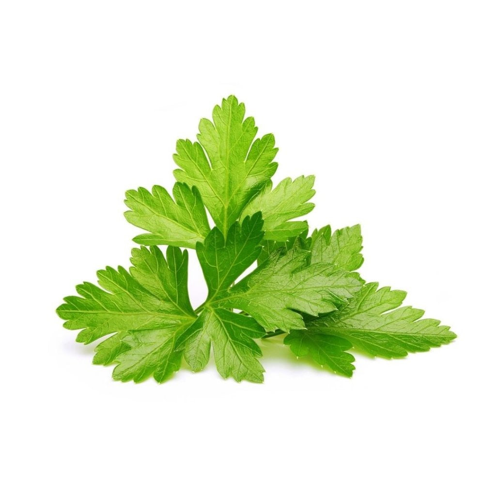 Click & Grow - Smart Garden Refill - Cilantro (Coriander)