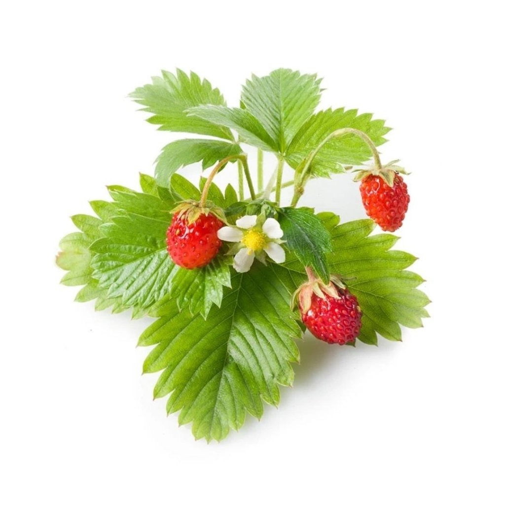 Click & Grow - Smart Garden Refill - Wild Strawberry