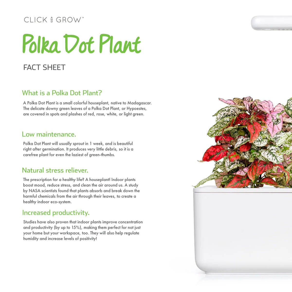 Click & Grow - Smart Garden Refill - Polka Dot
