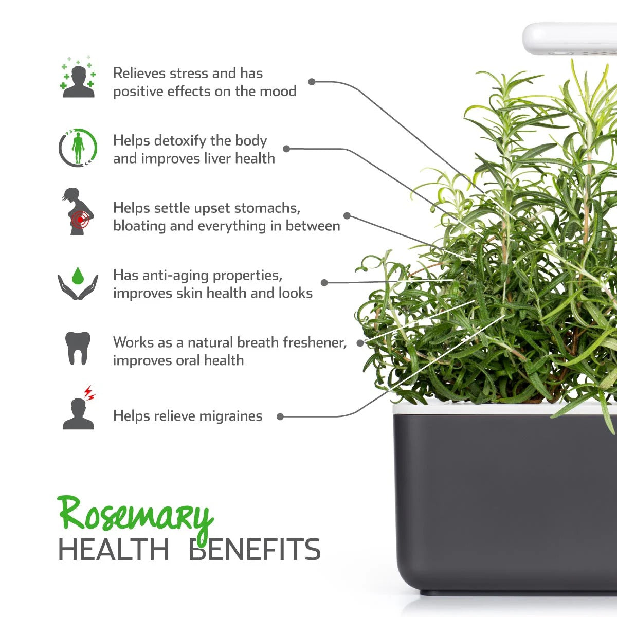 Click & Grow - Smart Garden Refill - Rosemary