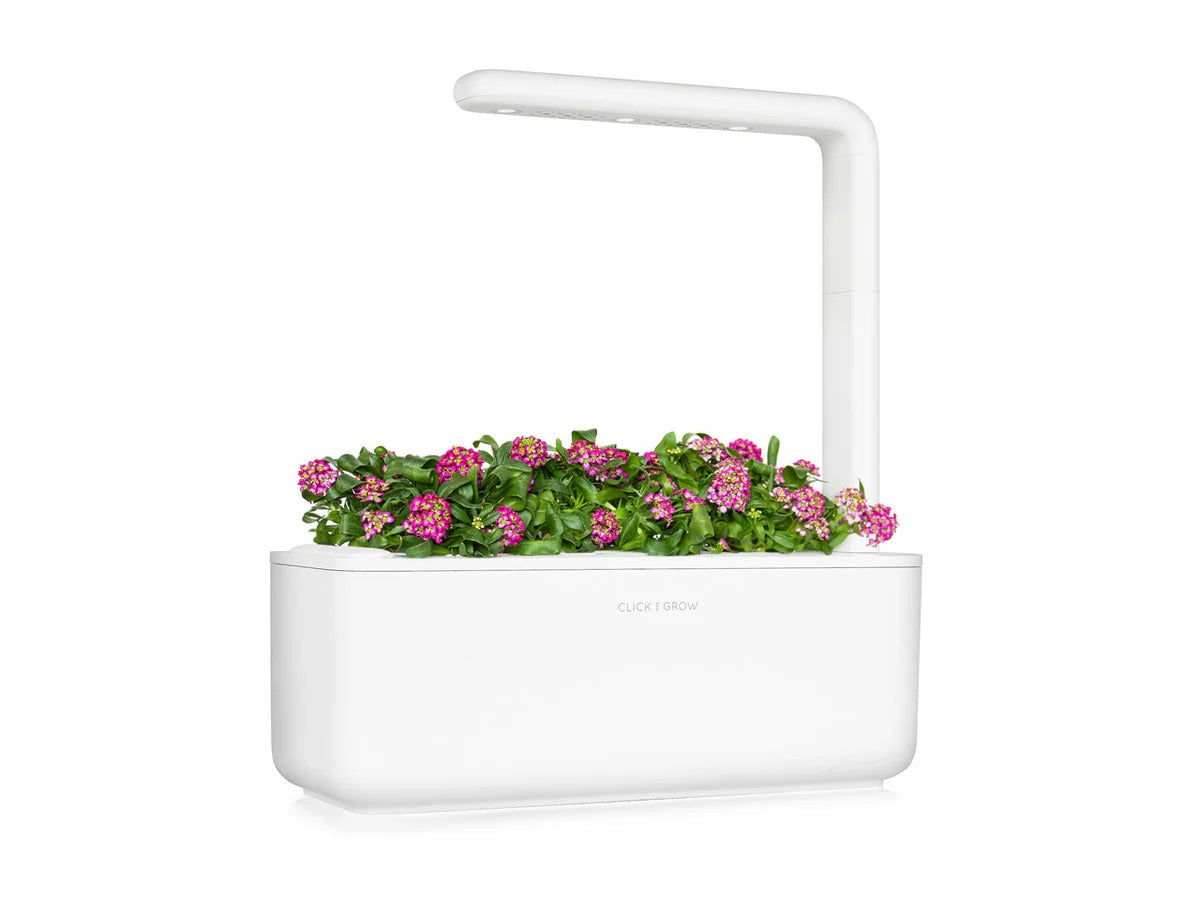 Click & Grow - Smart Garden Refill - Sweet Alyssum