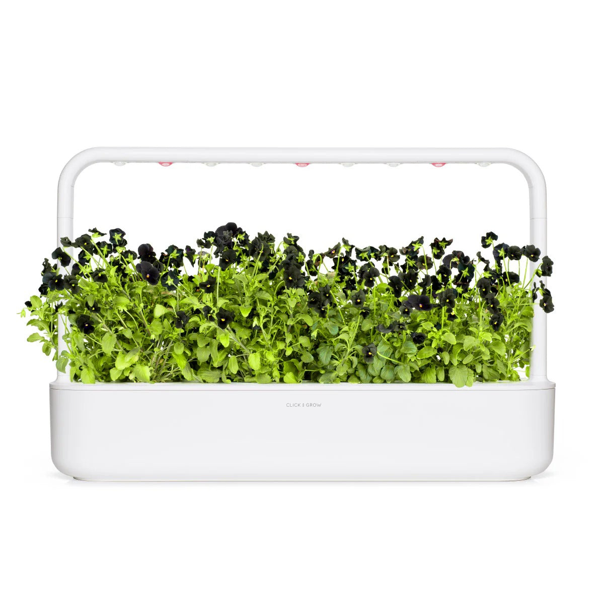 Click & Grow - Smart Garden Refill - Black Pansy