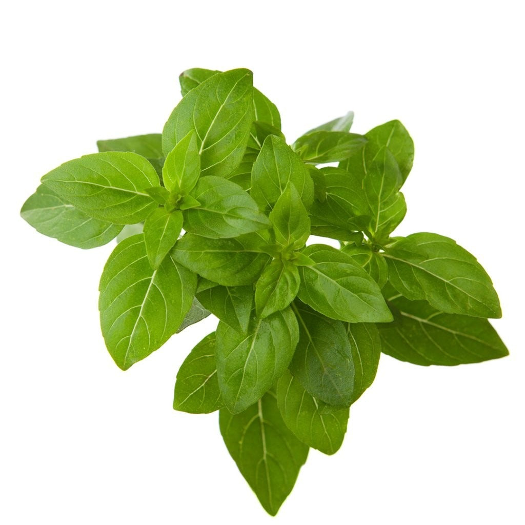 Click & Grow - Smart Garden Refill - Dwarf Basil