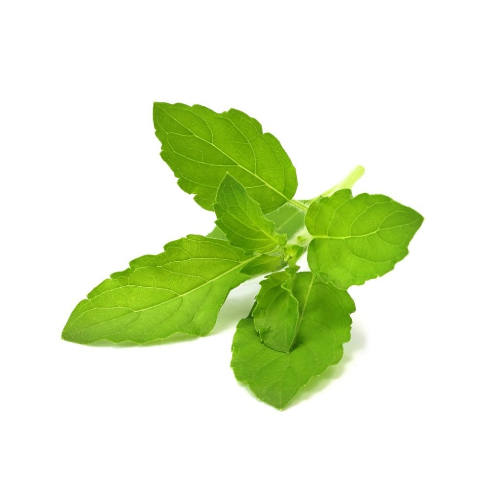 Click & Grow - Smart Garden Refill - Holy Basil