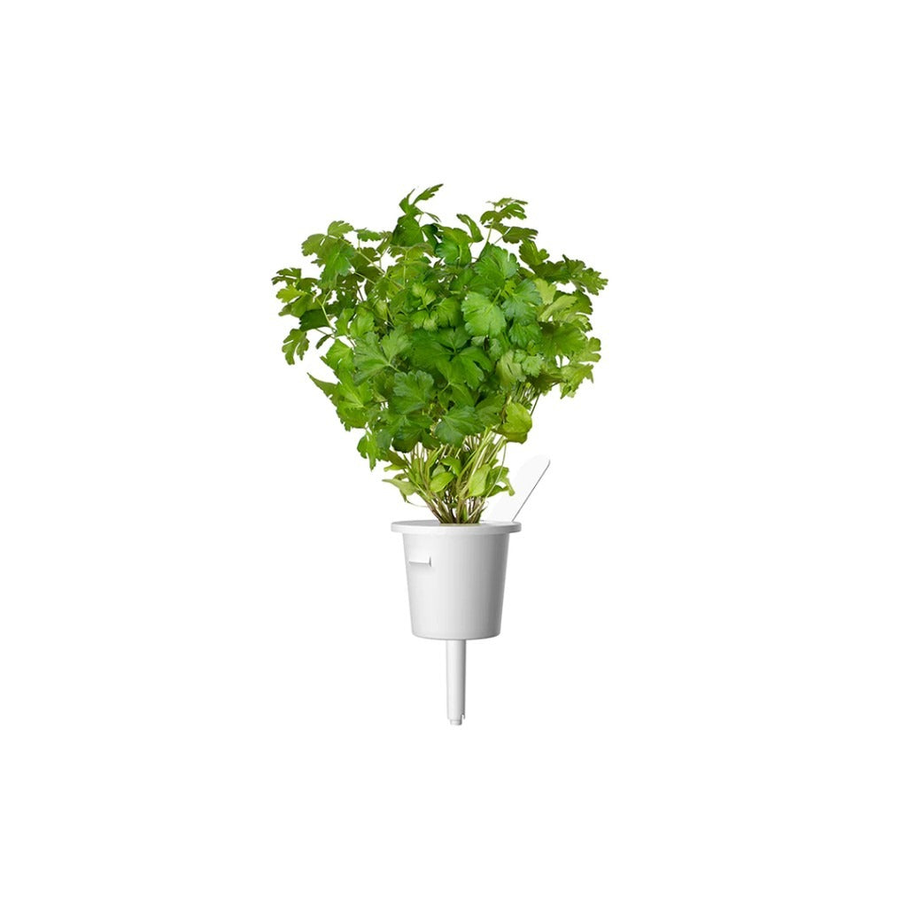 Click & Grow - Smart Garden Refill - Common Parsley