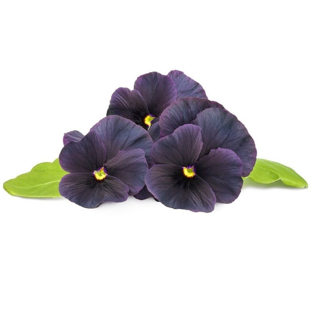 Click & Grow - Smart Garden Refill - Black Pansy