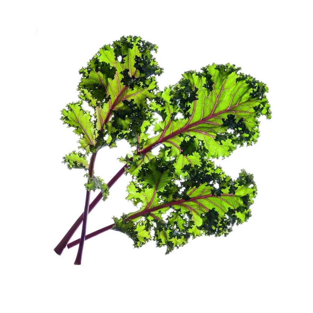 Click & Grow - Smart Garden Refill - Red Kale