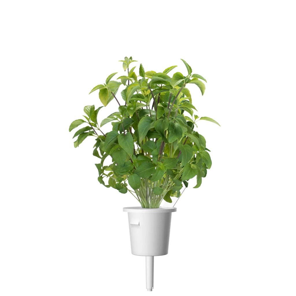 Click & Grow - Smart Garden Refill - Thai Basil