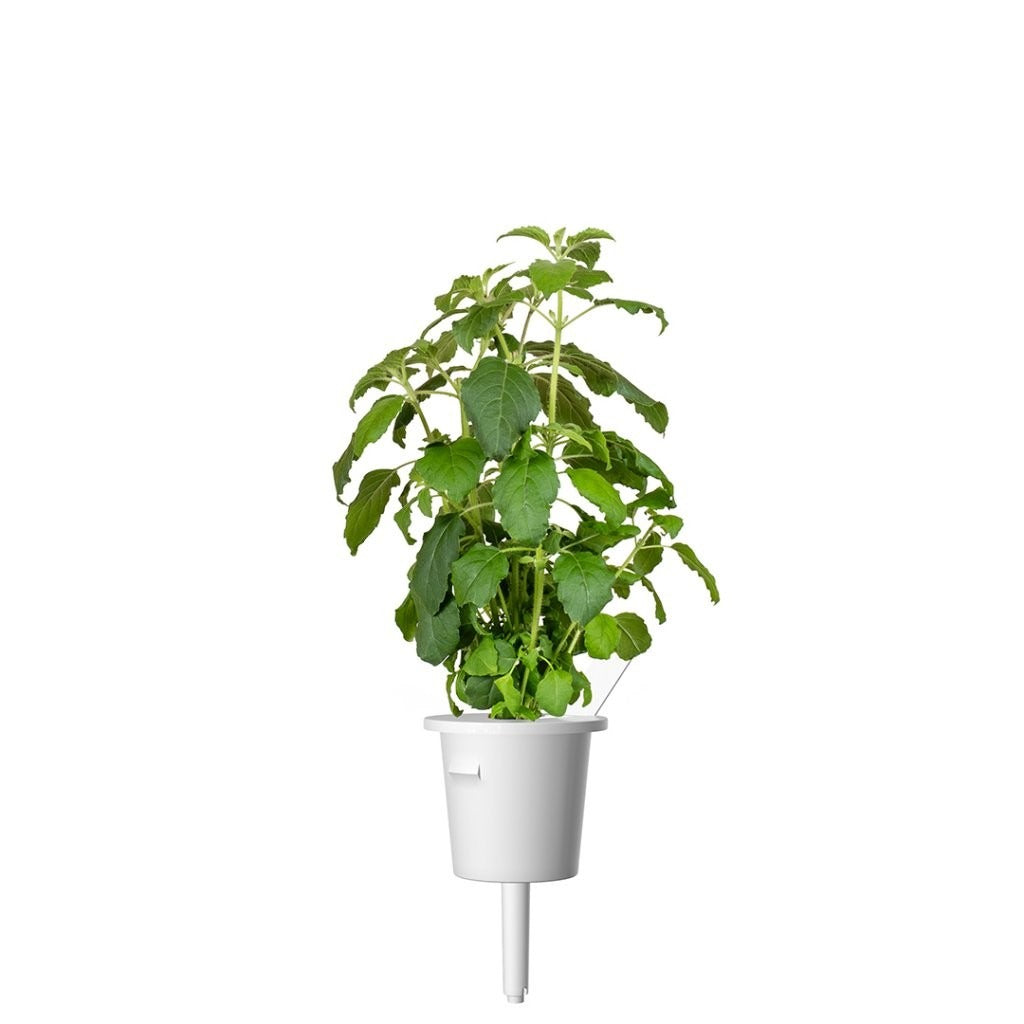 Click & Grow - Smart Garden Refill - Holy Basil
