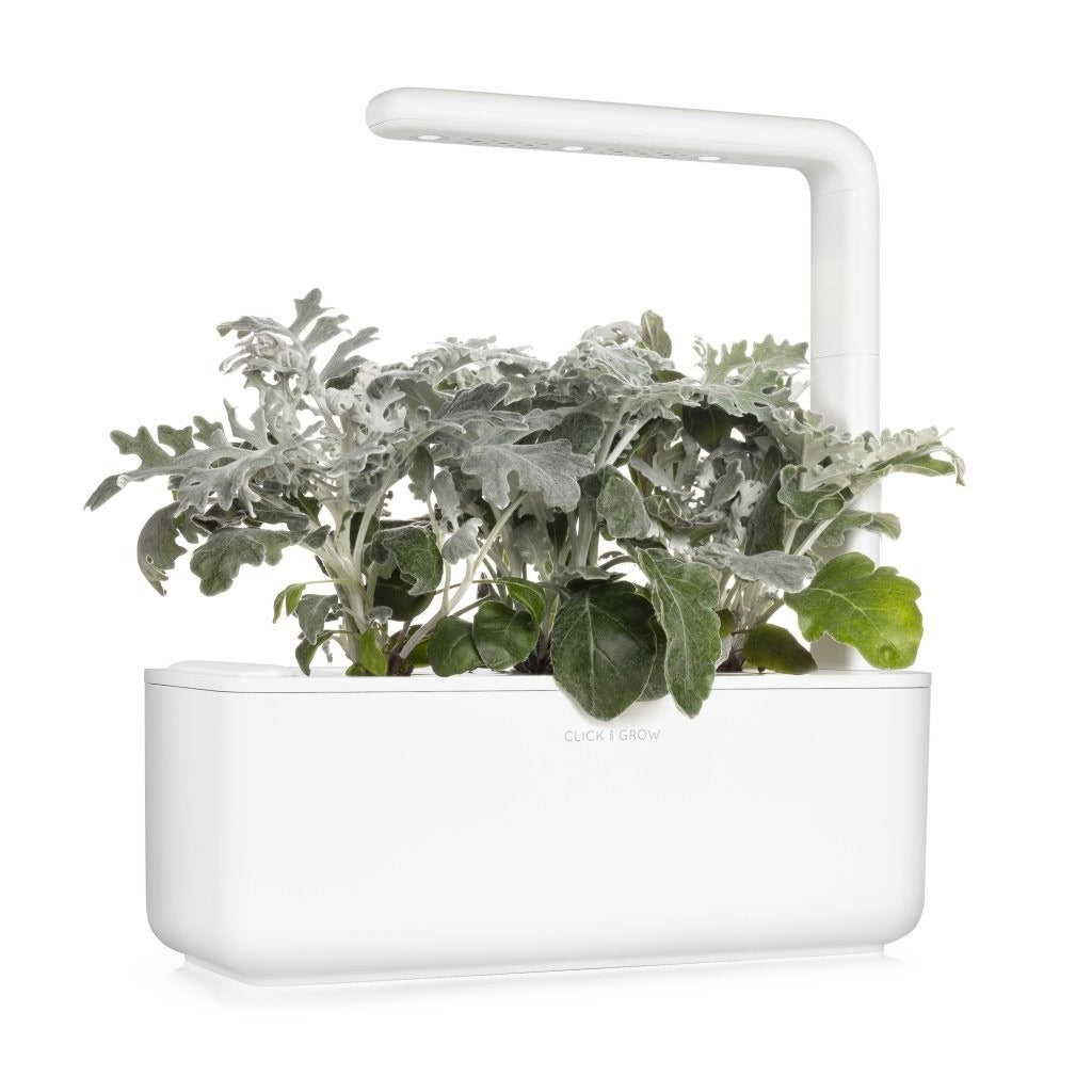 Click & Grow - Smart Garden Refill - Dusty Miller