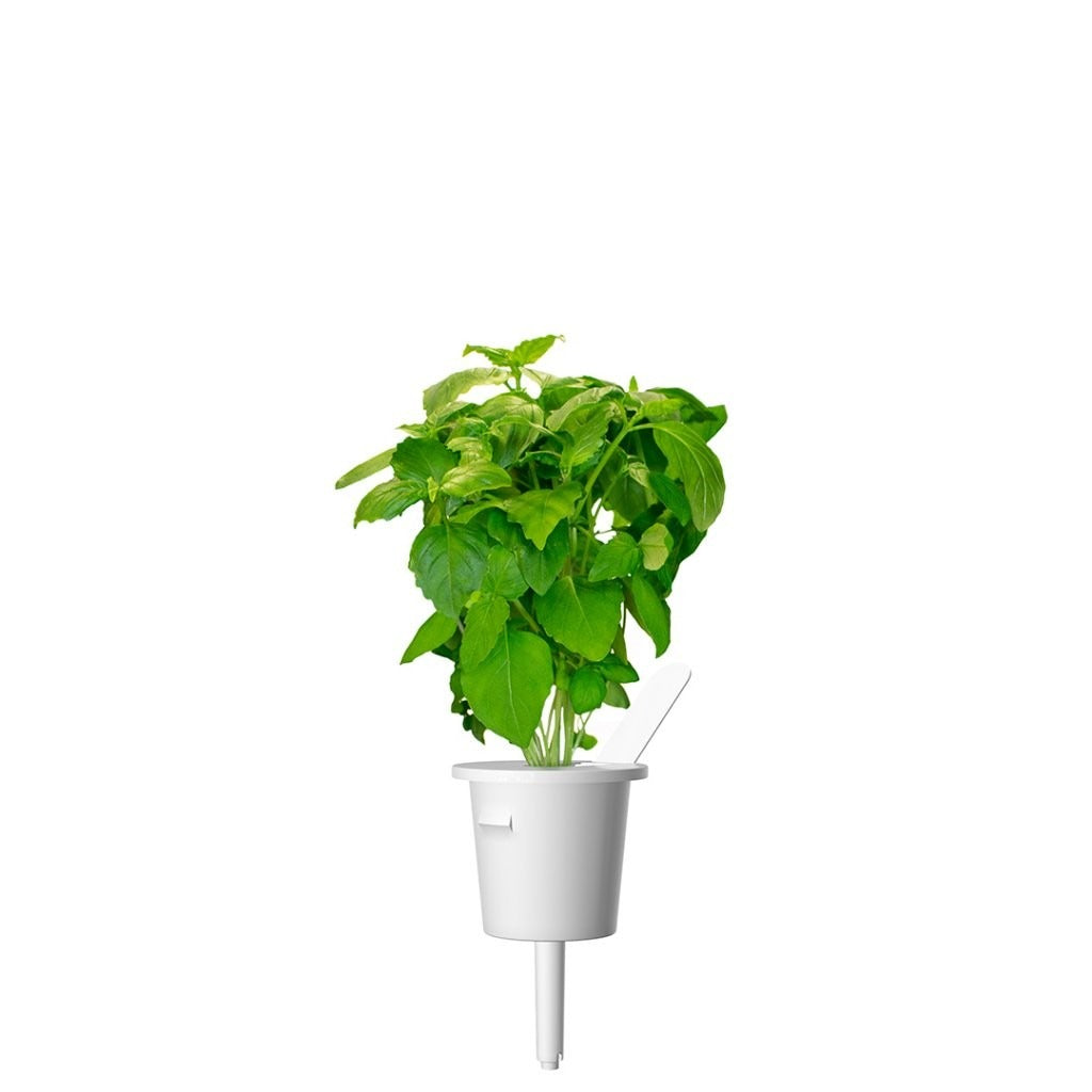 Click & Grow - Smart Garden Refill - Cinnamon Basil