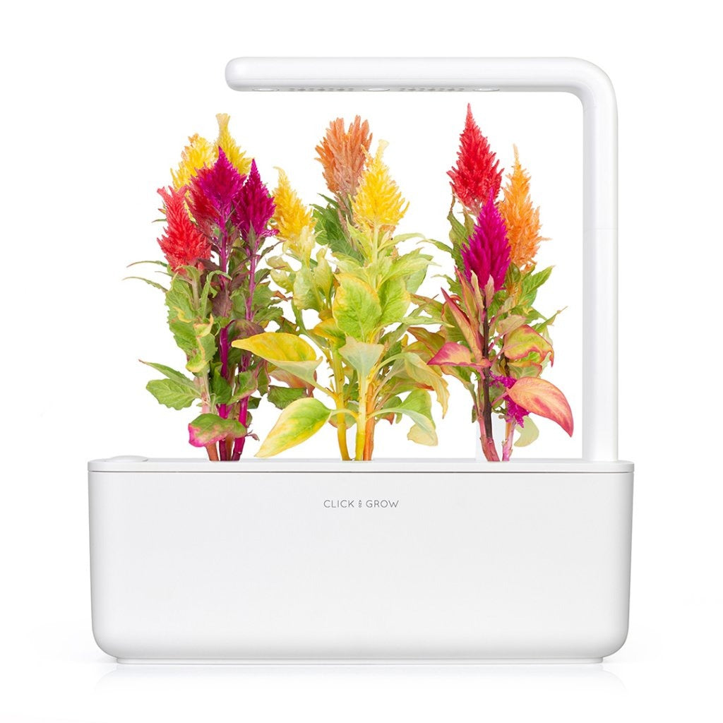 Click & Grow - Smart Garden Refill - Cockscomb