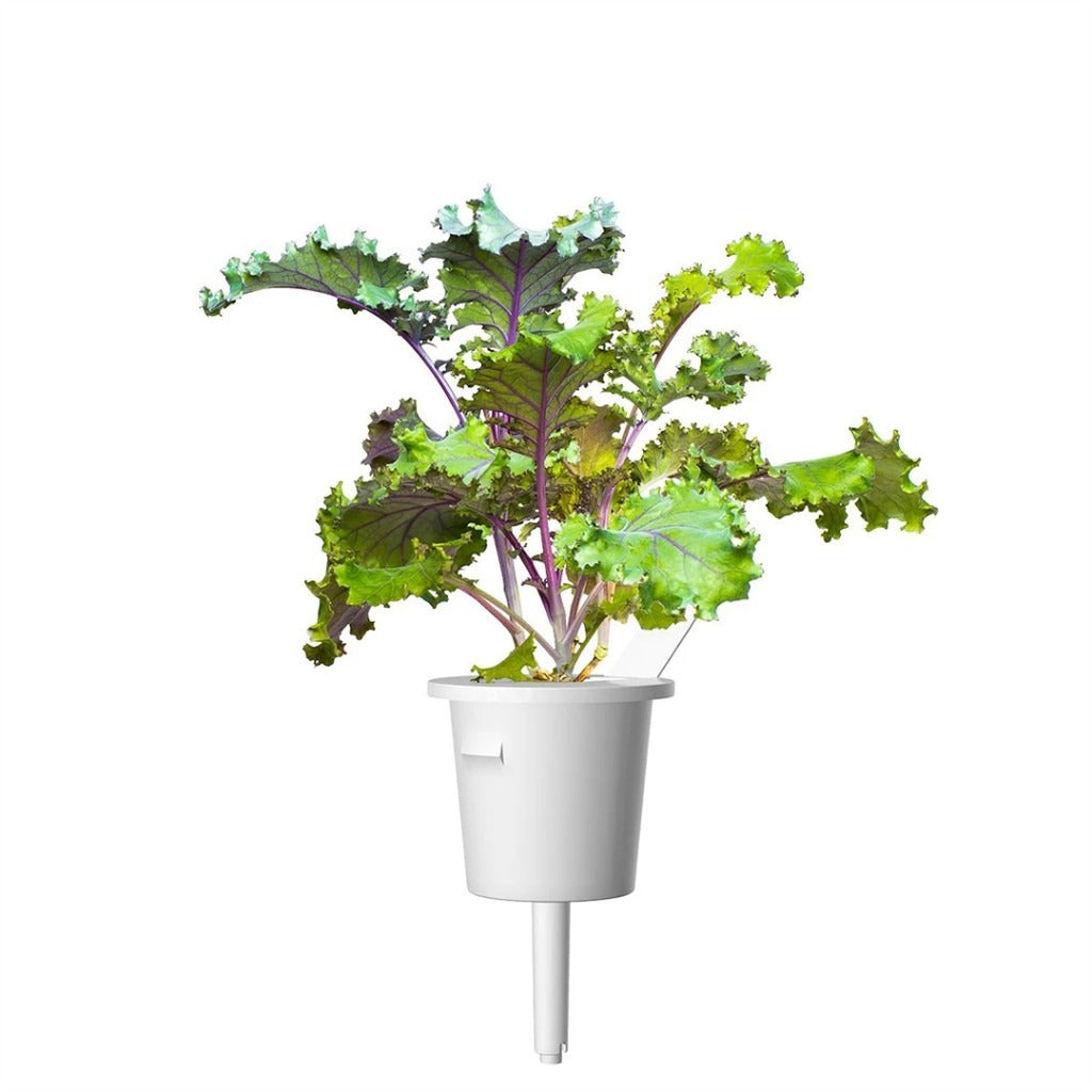 Click & Grow - Smart Garden Refill - Red Kale