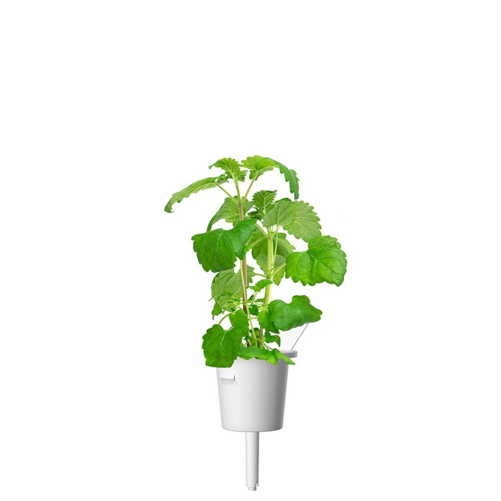Click & Grow - Smart Garden Refill - Catnip