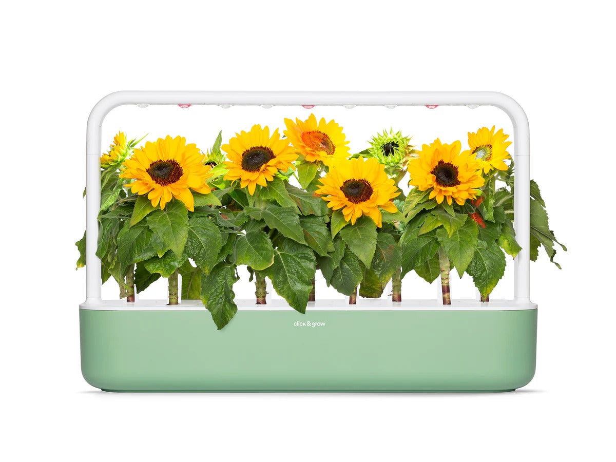 Click & Grow - Smart Garden Refill 3-pack - Mini sunflower