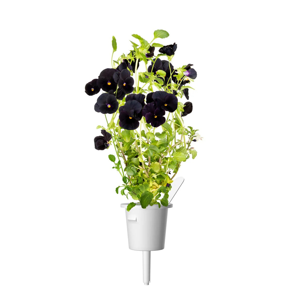 Click & Grow - Smart Garden Refill - Black Pansy