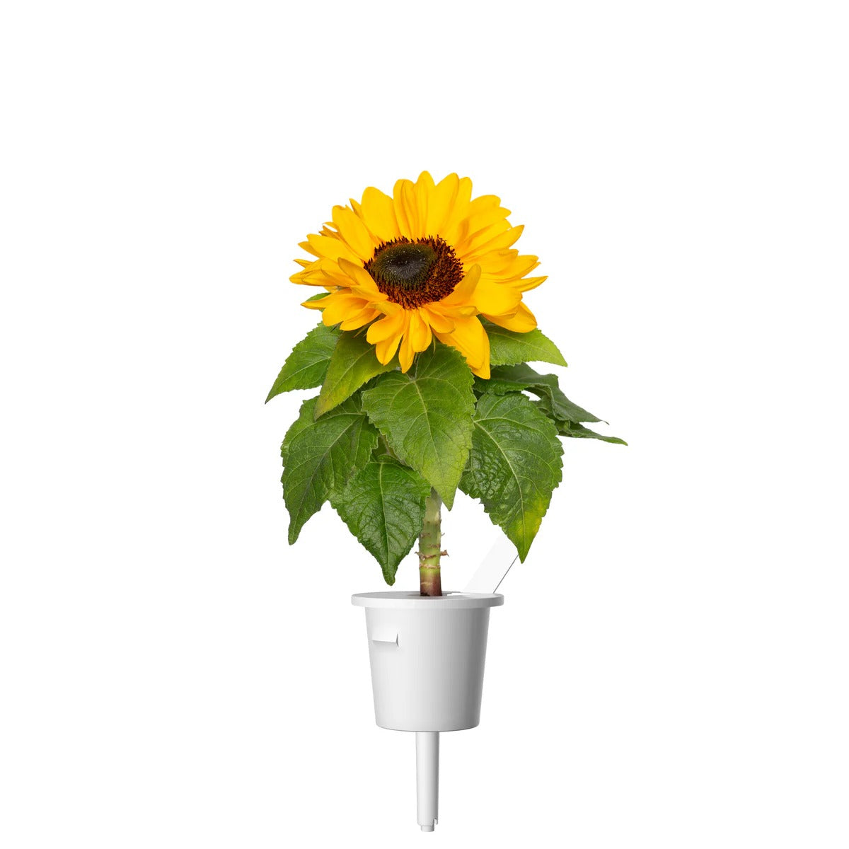 Click & Grow - Smart Garden Refill 3-pack - Mini sunflower