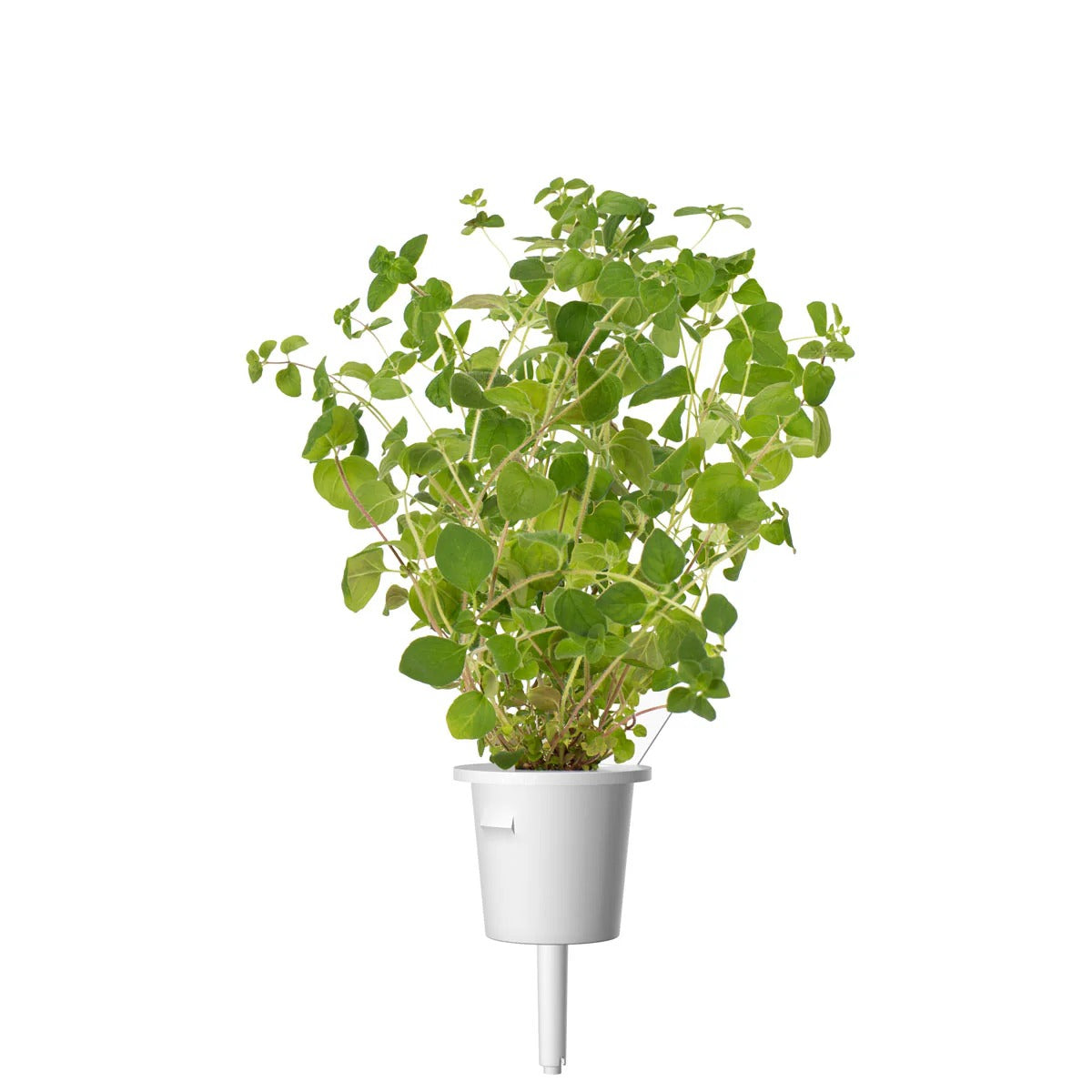 Click & Grow - Smart Garden Refill - Oregano