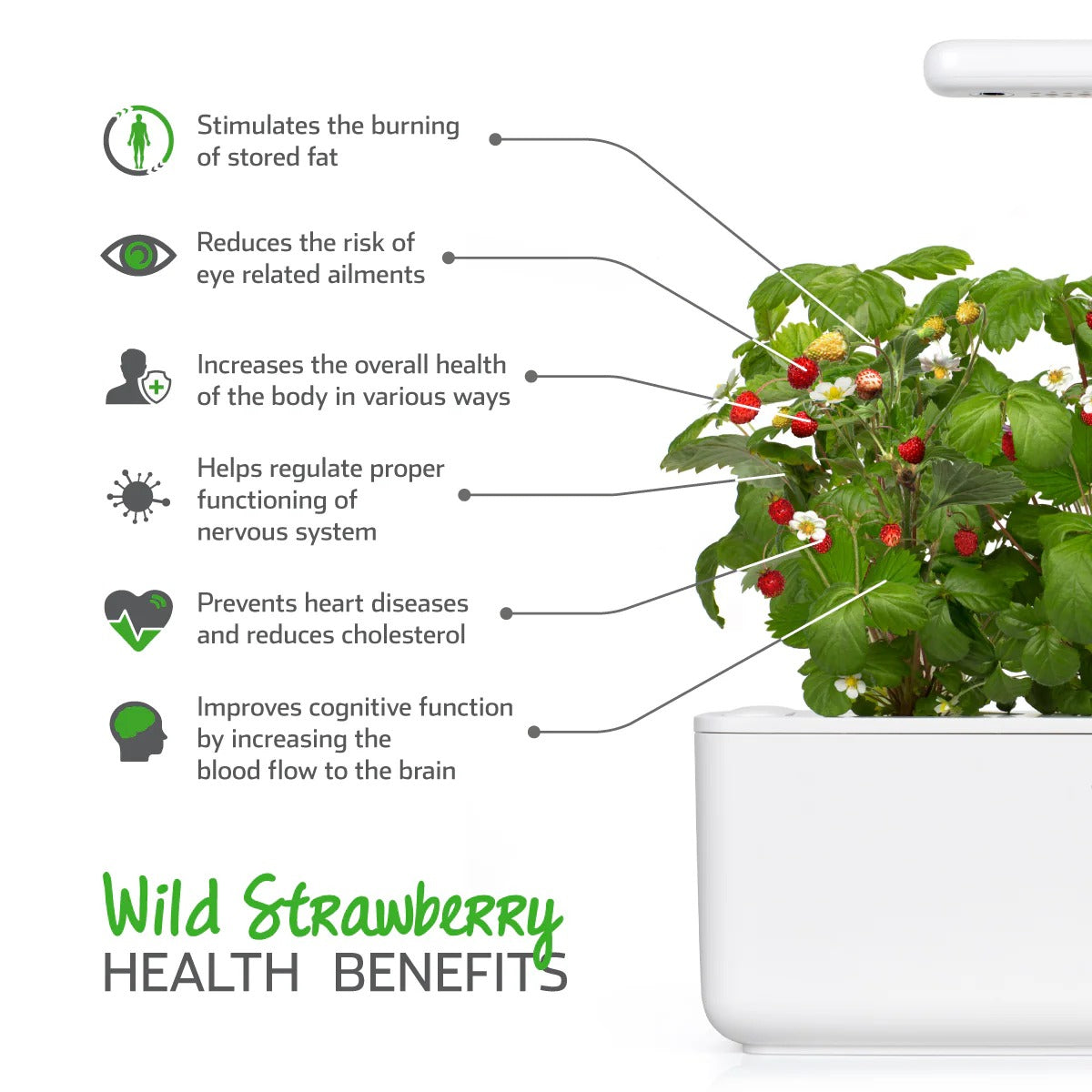 Click & Grow - Smart Garden Refill - Wild Strawberry