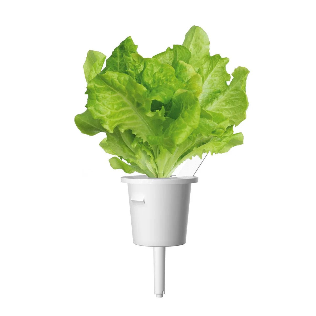 Click & Grow - Smart Garden Refill - Green Lettuce