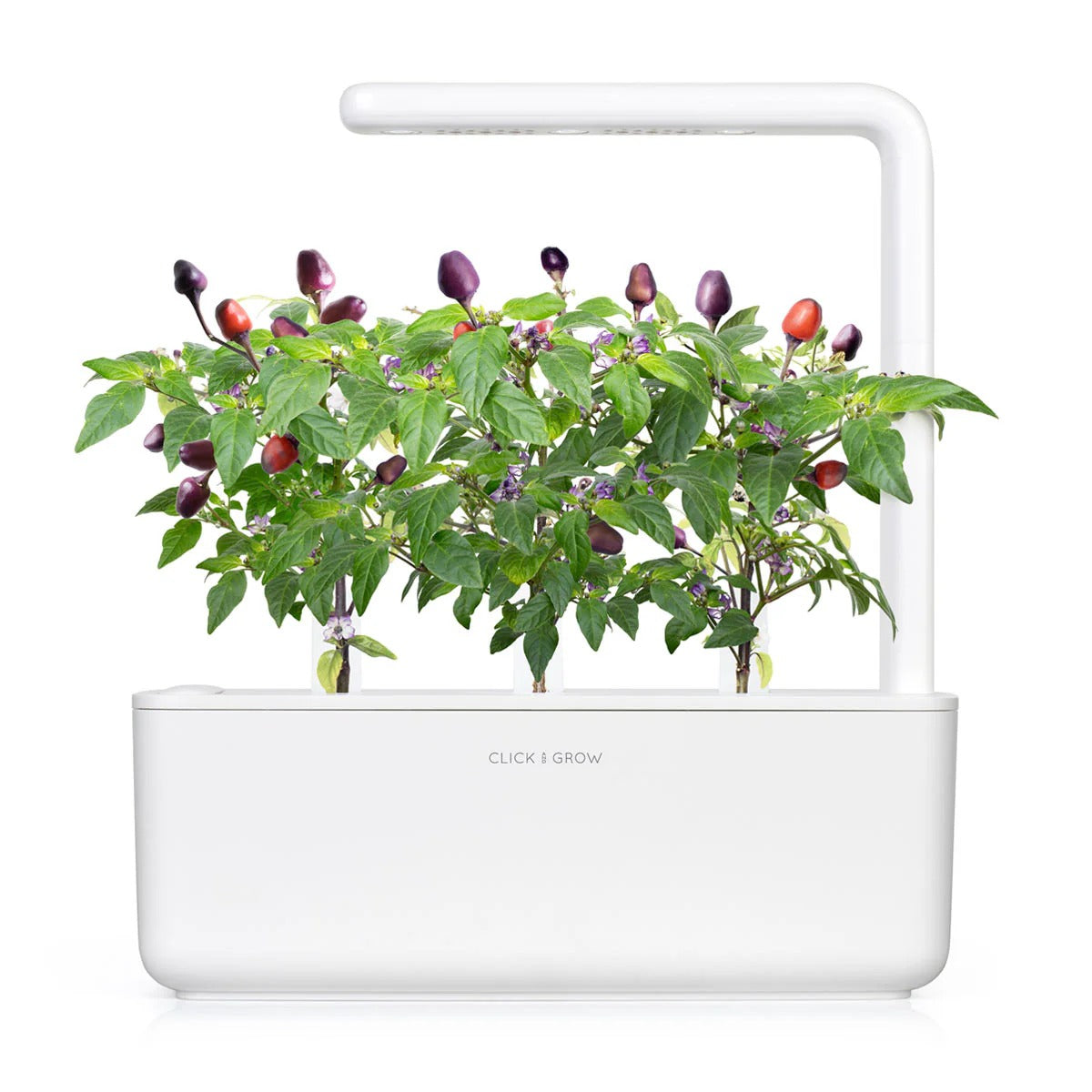 Click & Grow - Smart Garden Refill - Purple Chili Pepper