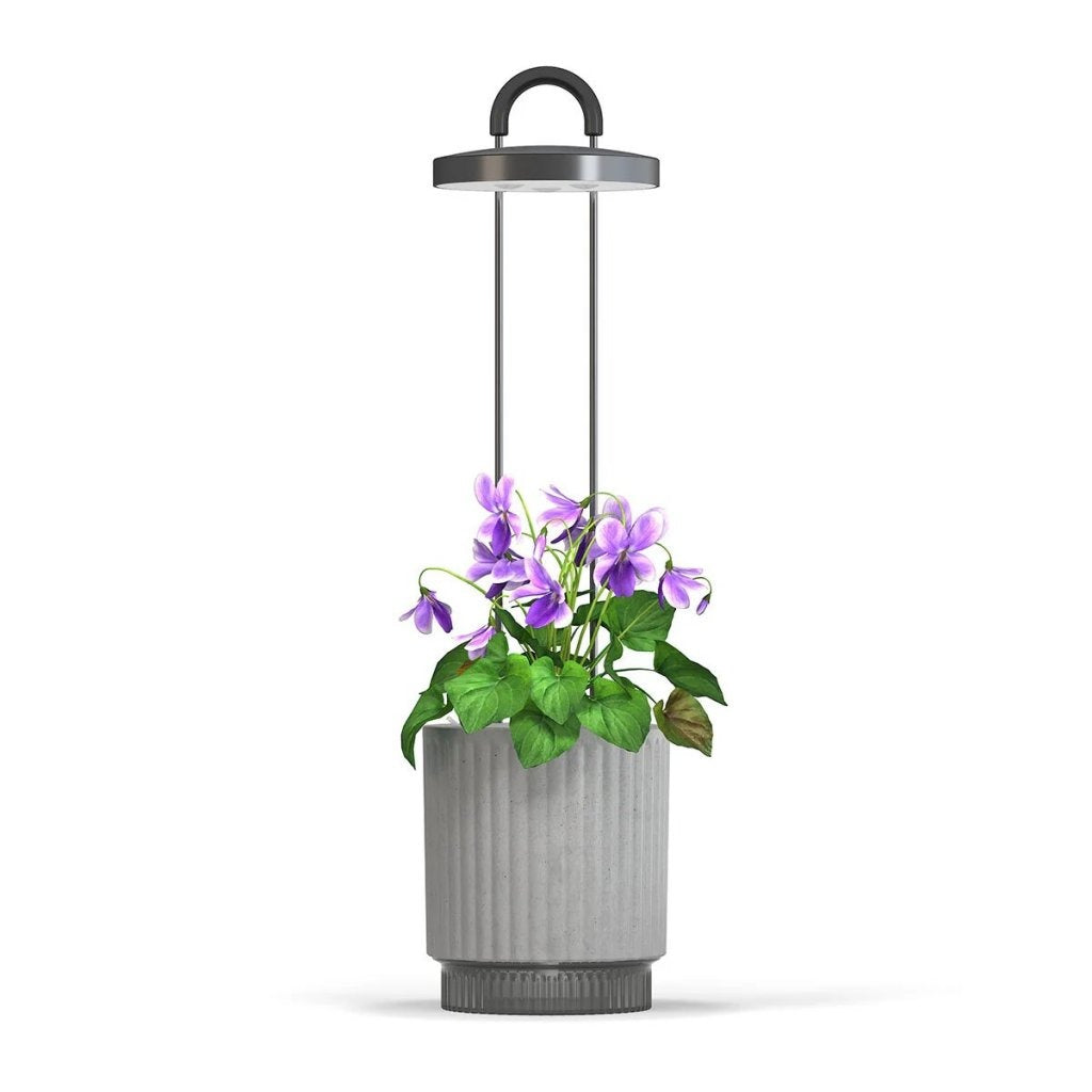 Click & Grow - HydroVase by Ermonix Indoor Plant Care Kit with LED Light