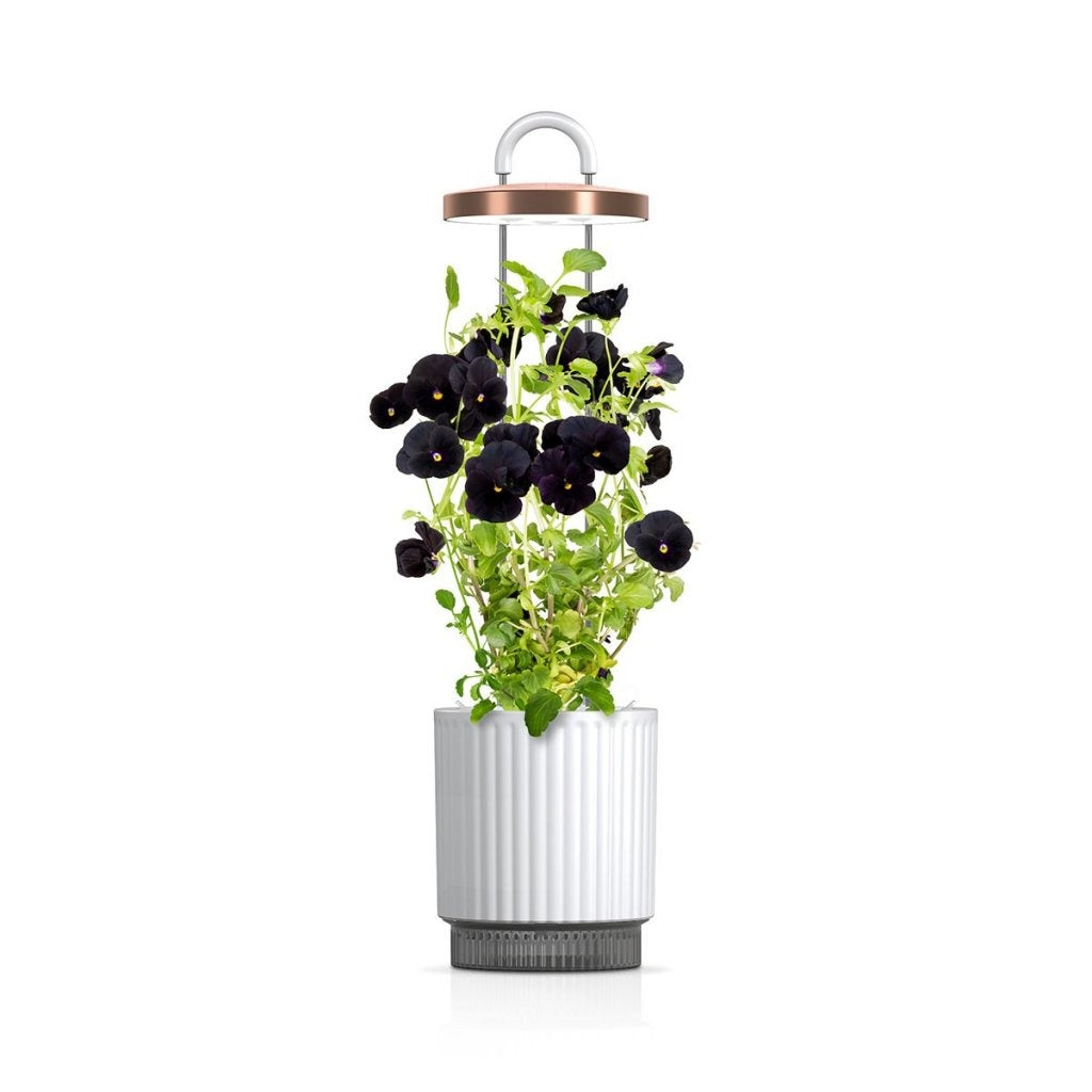 Click & Grow - HydroVase by Ermonix Indoor Plant Care Kit with LED Light