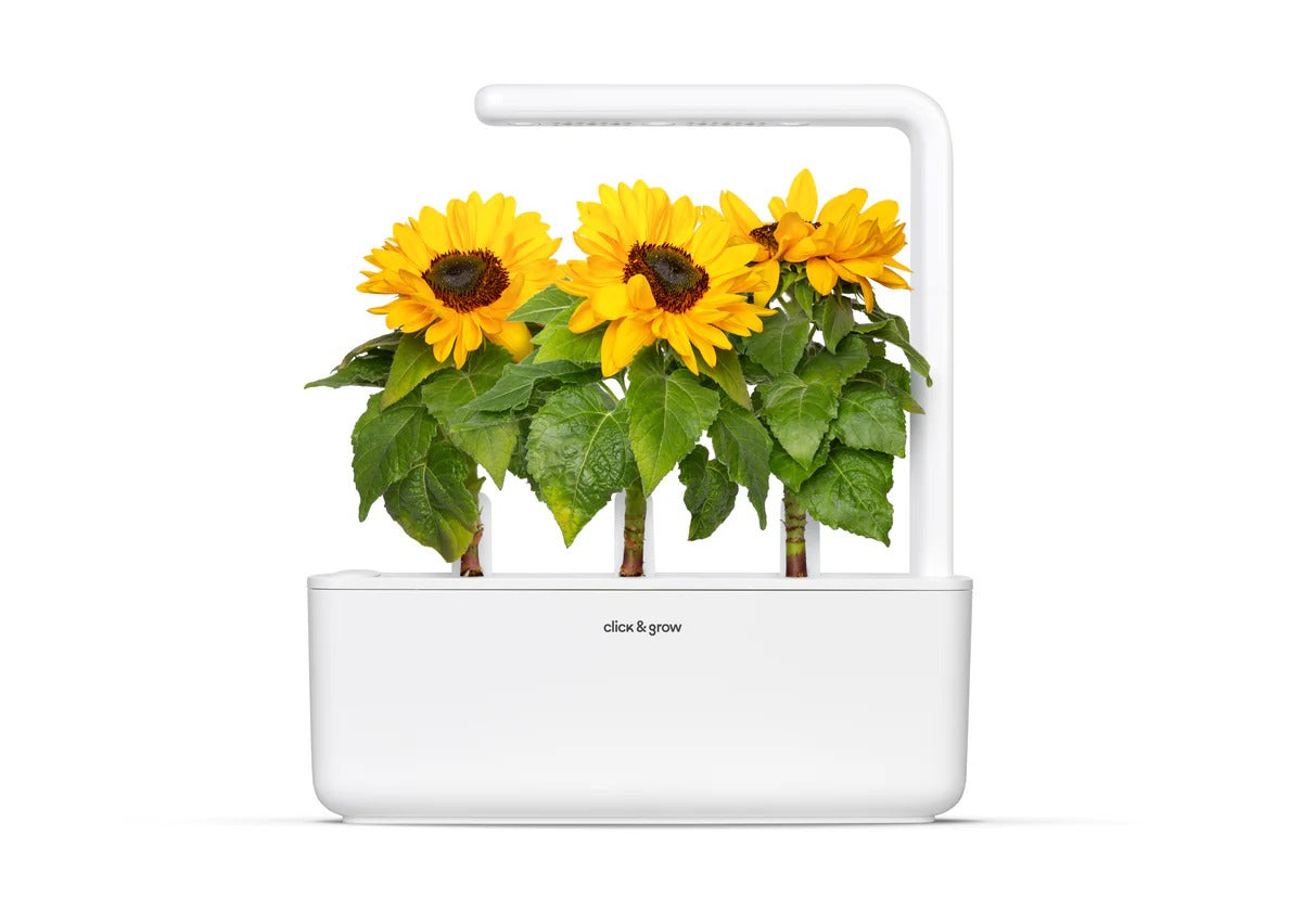Click & Grow - Smart Garden Refill 3-pack - Mini sunflower