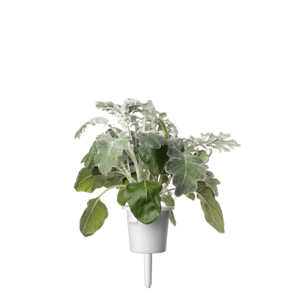 Click & Grow - Smart Garden Refill - Dusty Miller