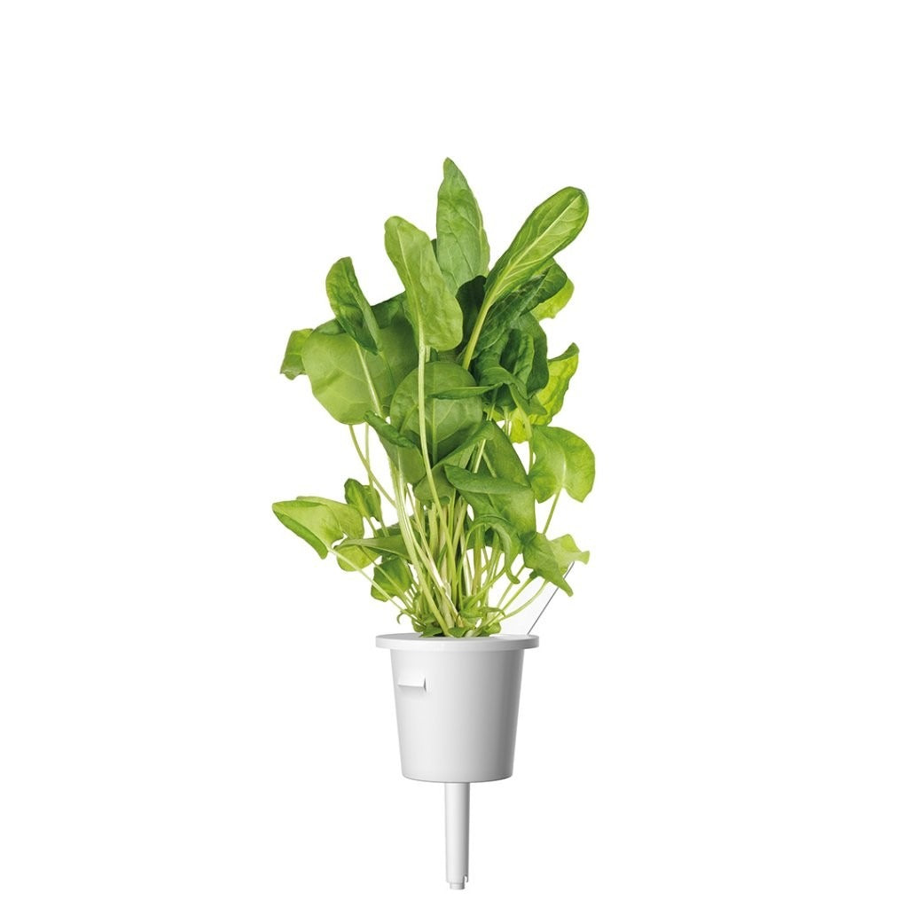 Click & Grow - Smart Garden Refill - Green Sorrel